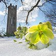 A flower peeks through the snow in front of Clothier Tower