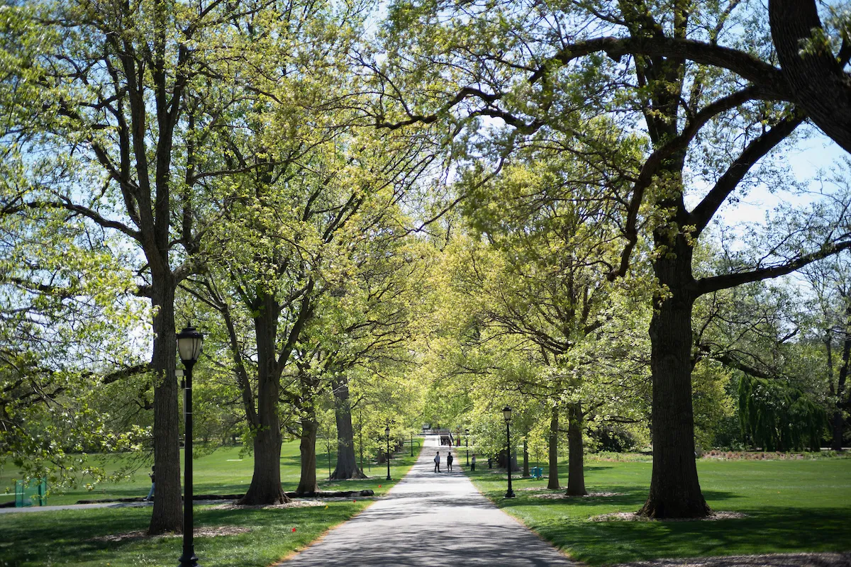 Magill walk surrounded by trees in spring