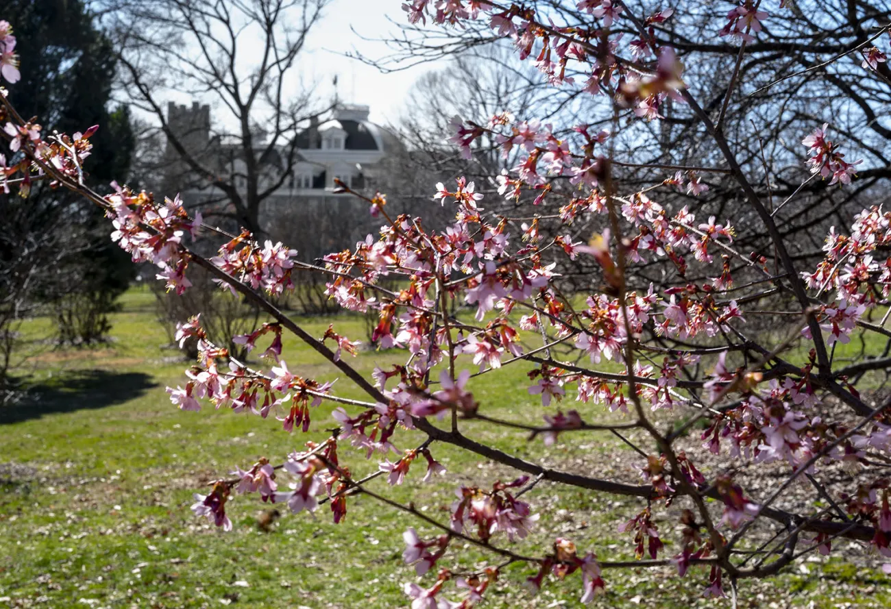 springtime on campus