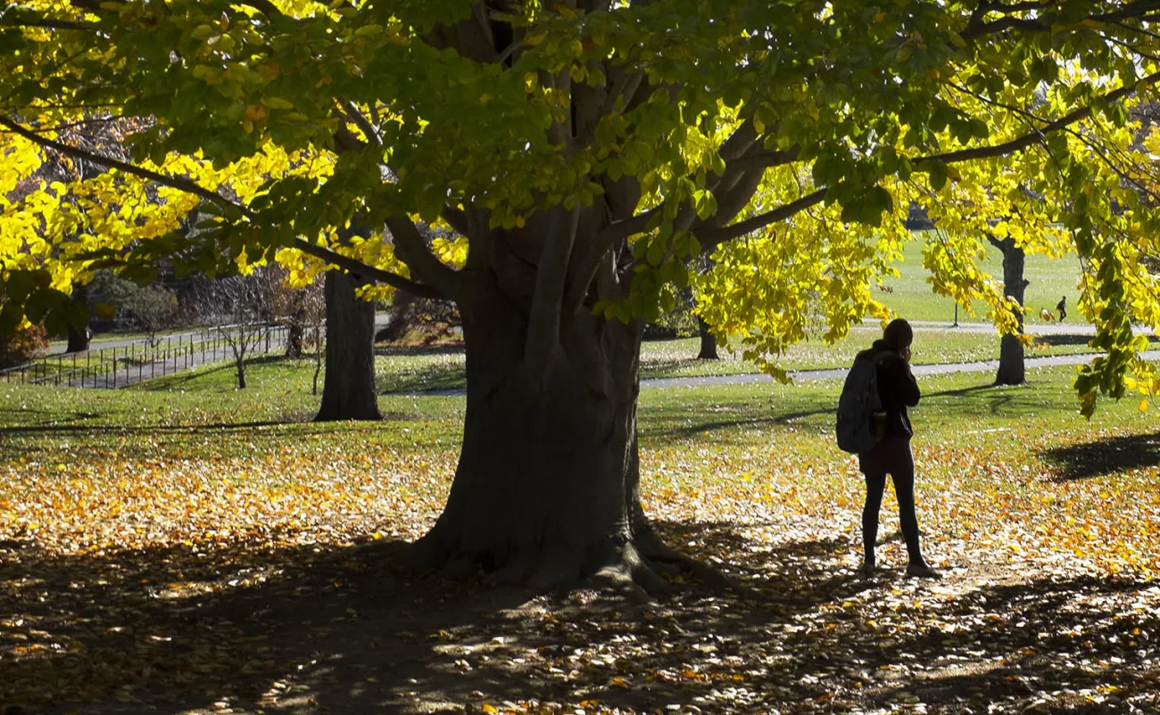 student under a tree