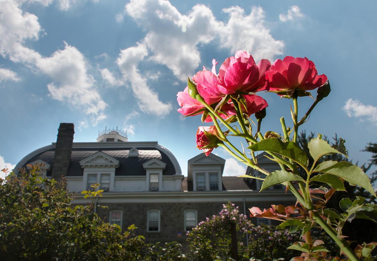 Pink flower blooms in foreground with Parrish Hall in background 
