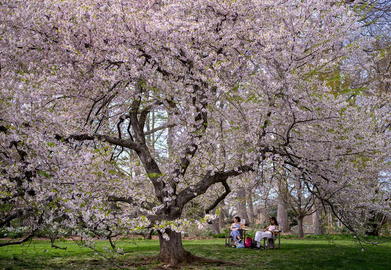 Two students sit underneath cherry blossom