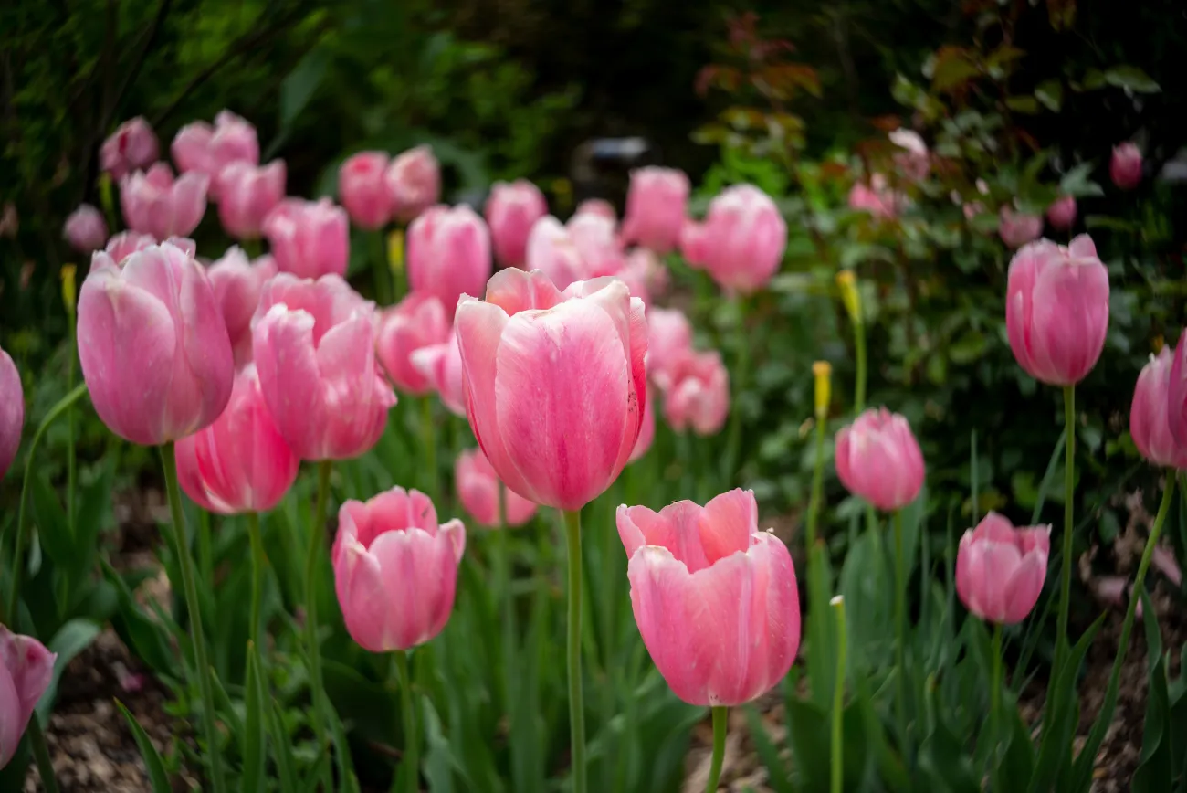 pink tulips in a green field