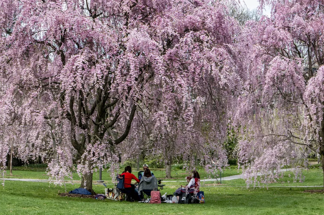 people under the cherry trees