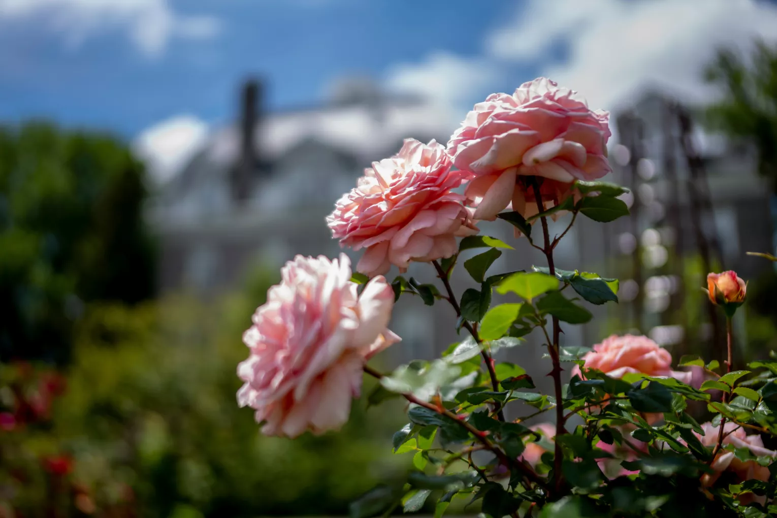 Flower in foreground with Parrish in background