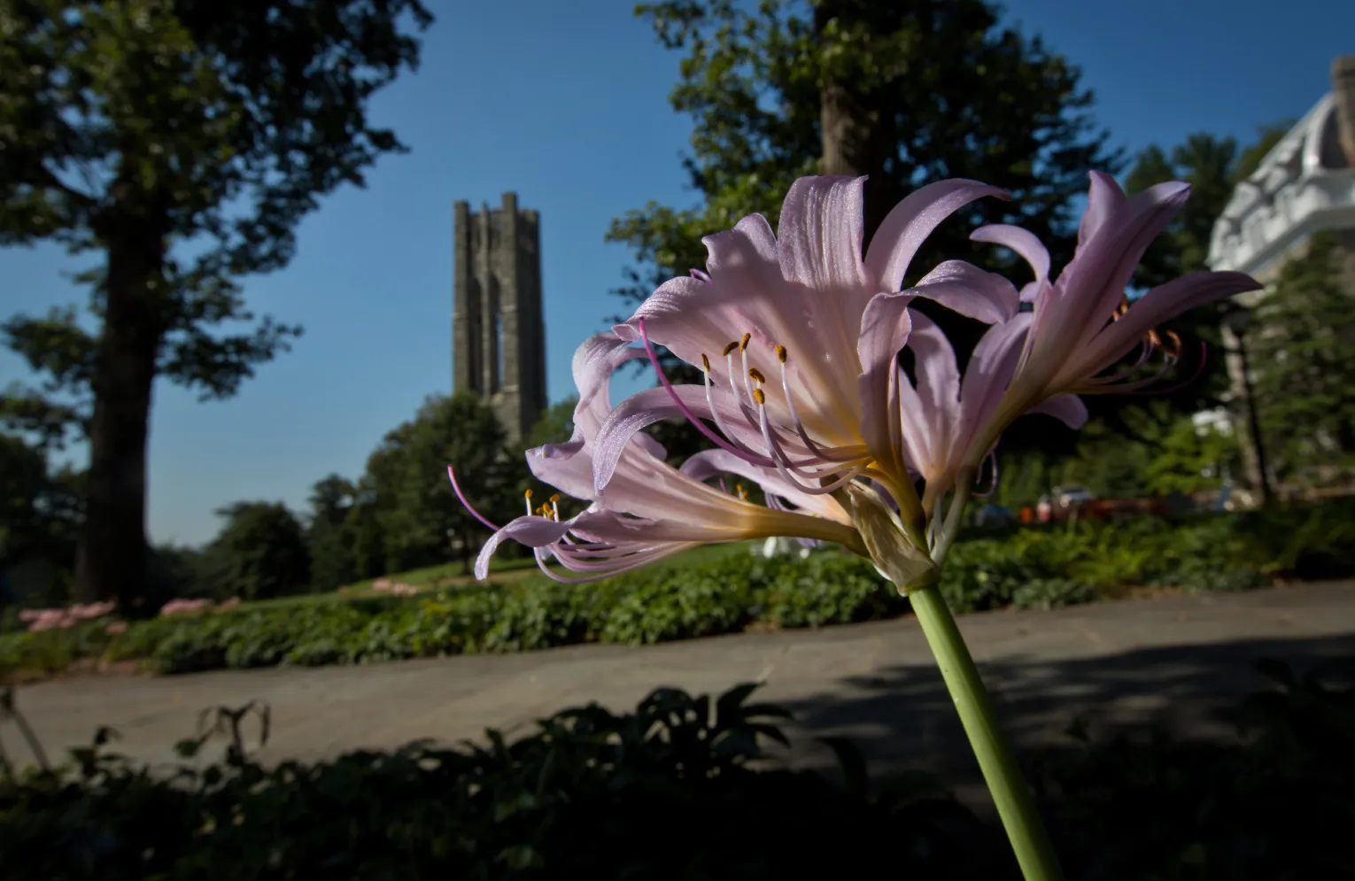 Flower outside of Magill Library with Clothier Tower in the background