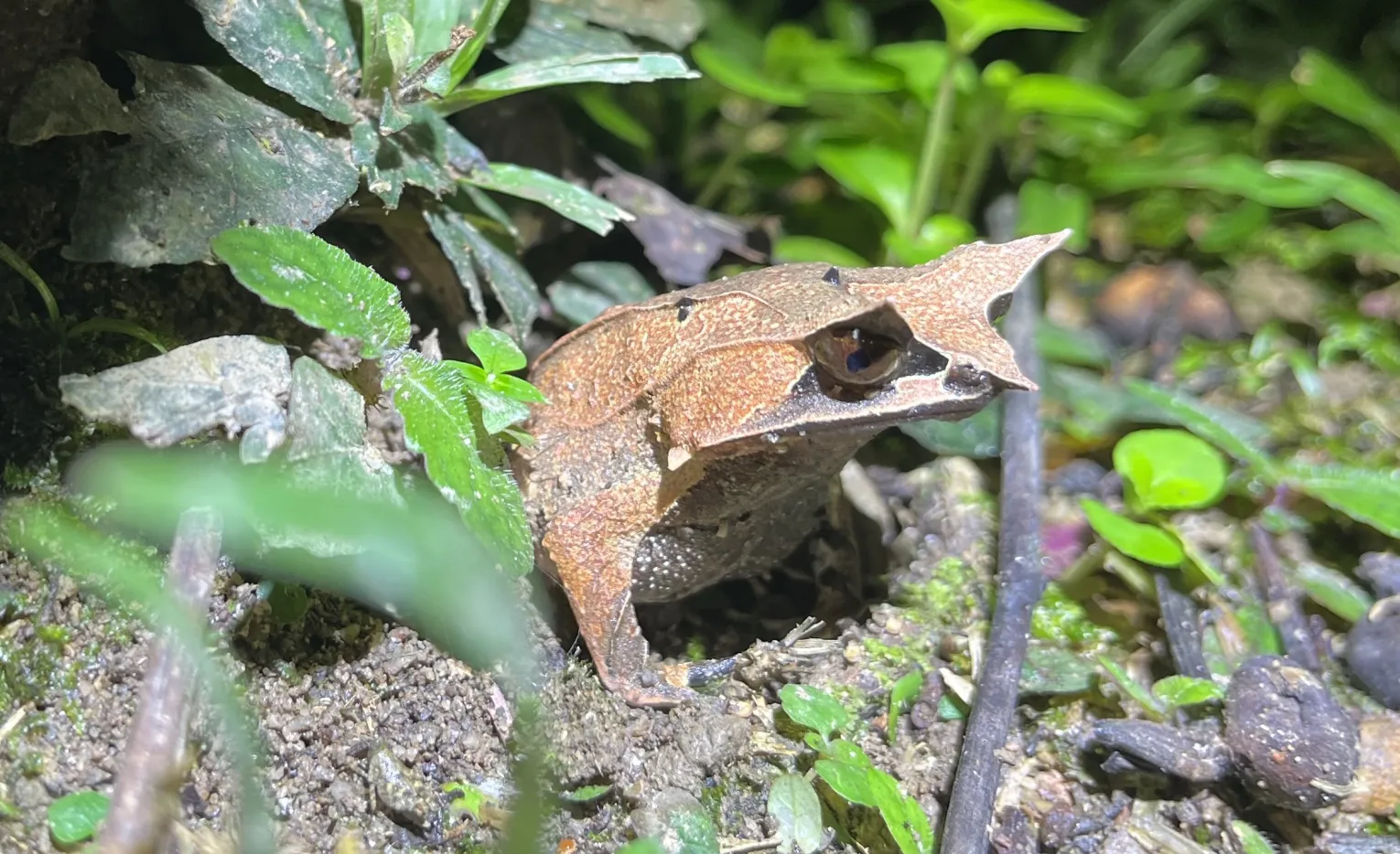 frog in Malaysia