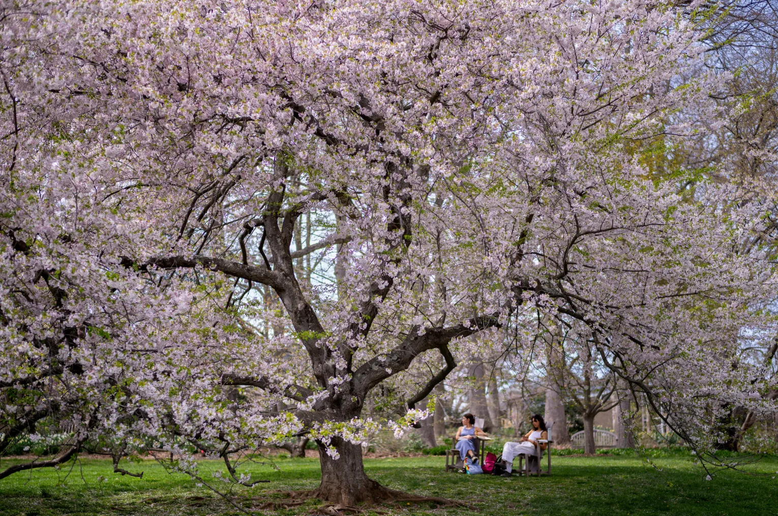 Students sit below blooming cherry blossom tree