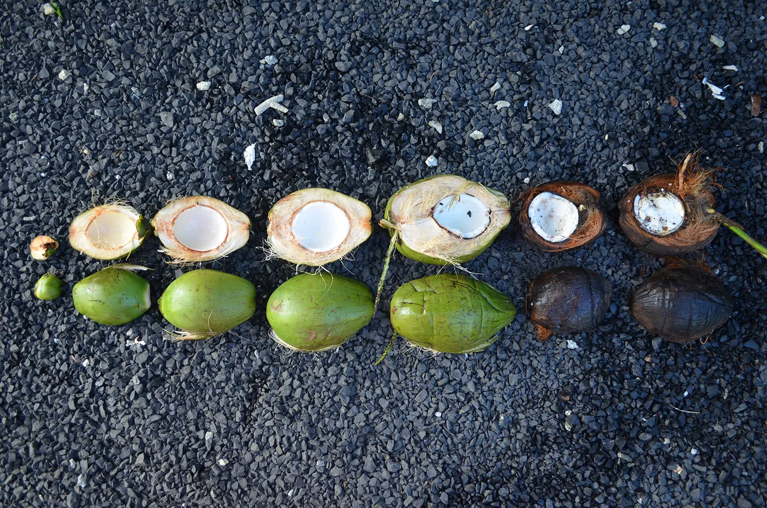 Image of coconuts in two lines (outside, split) showing progression of named development stages. Micronesia