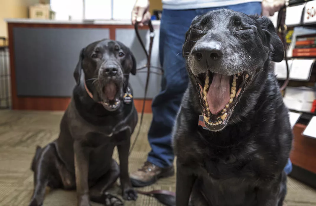 dogs