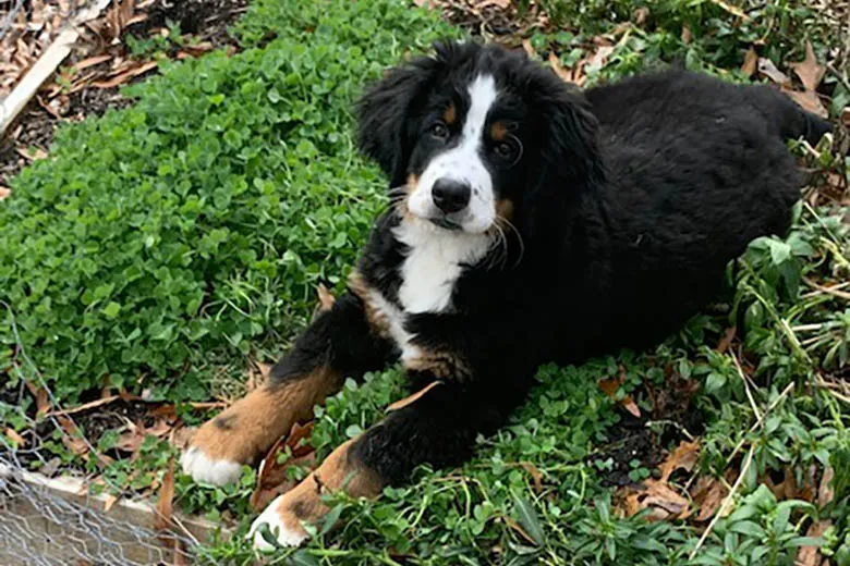 dog