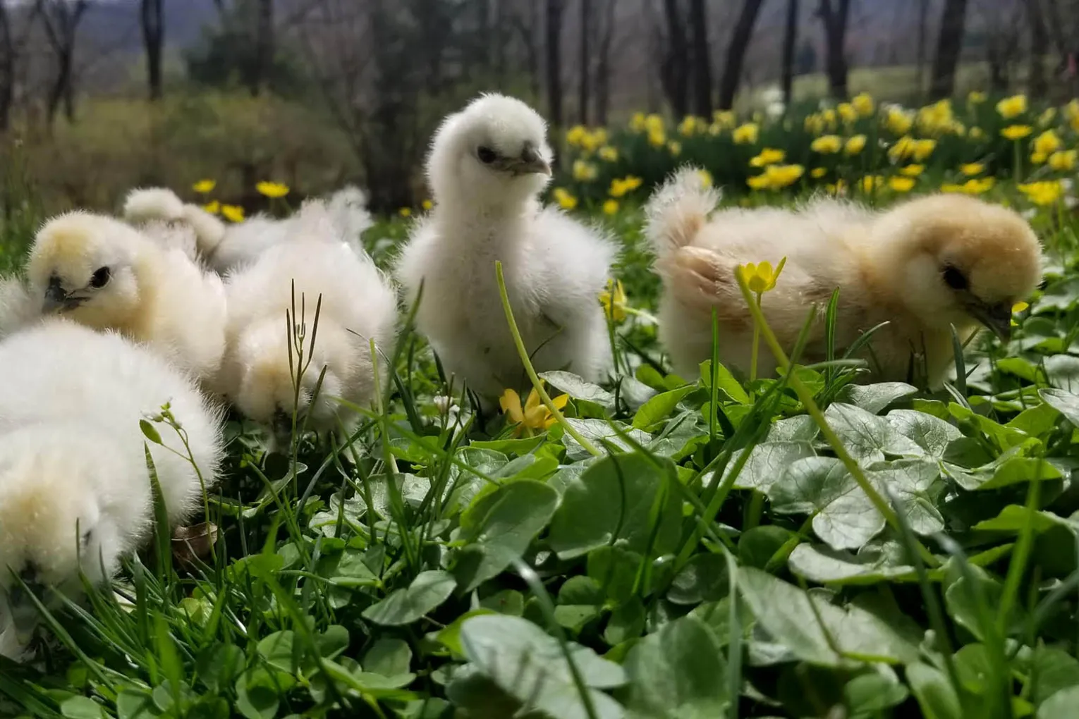 chicks