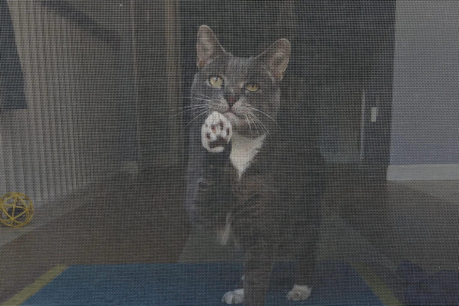 cat