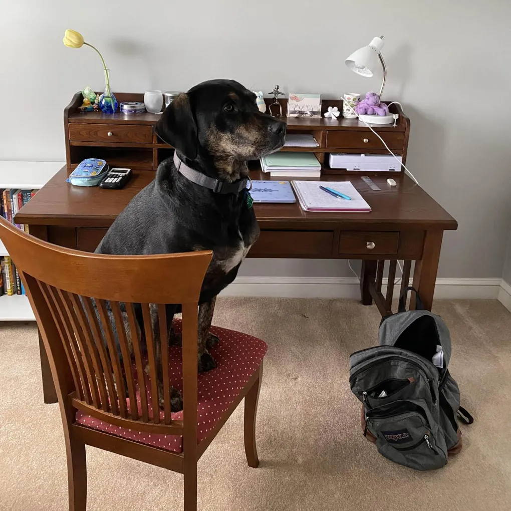 dog