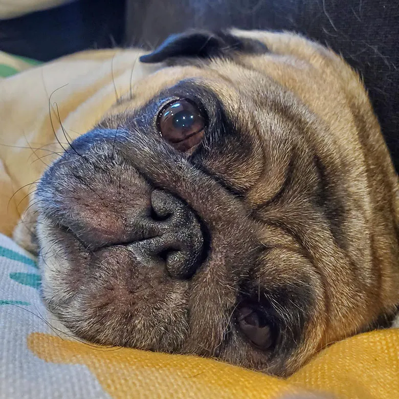 dog