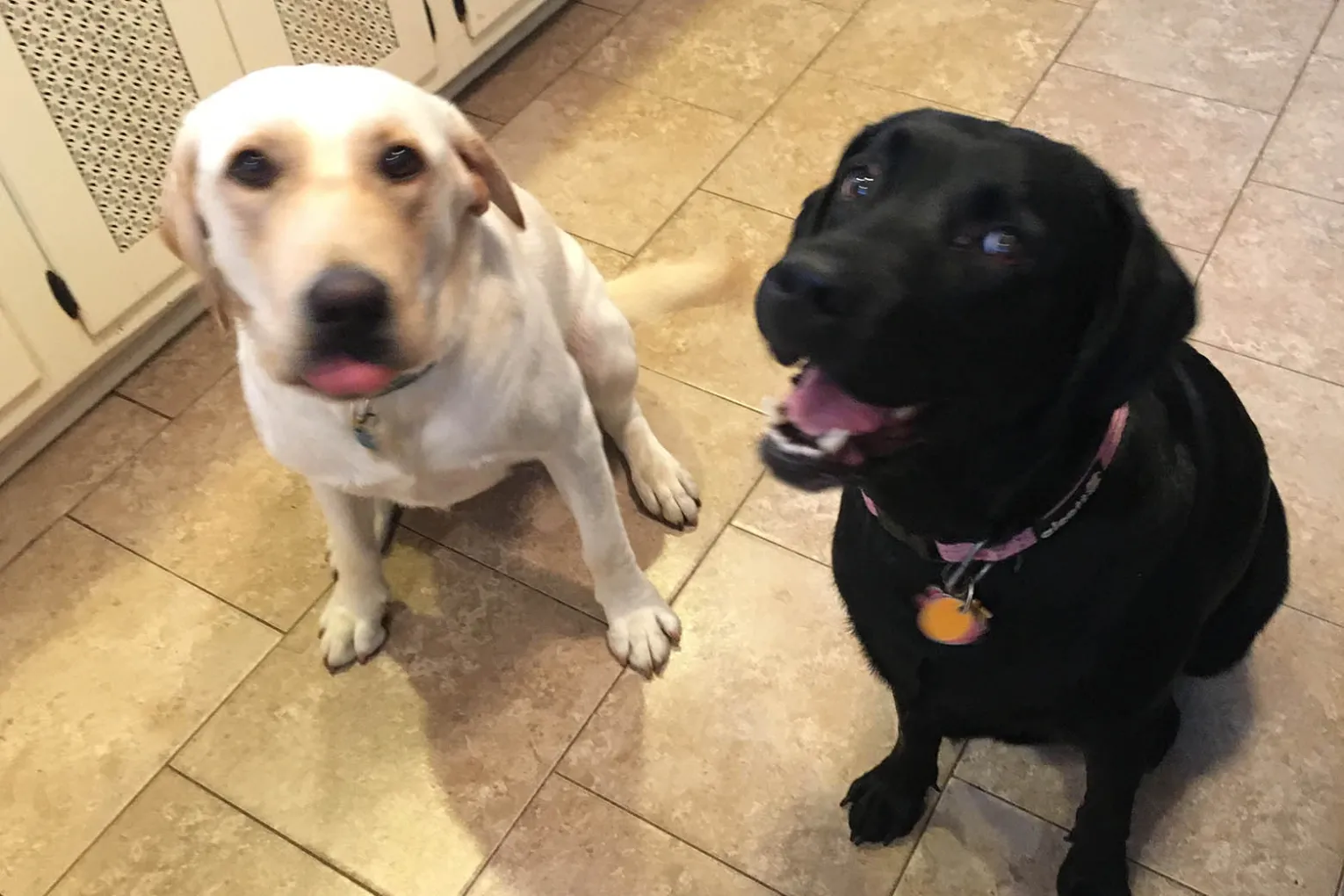 Dogs