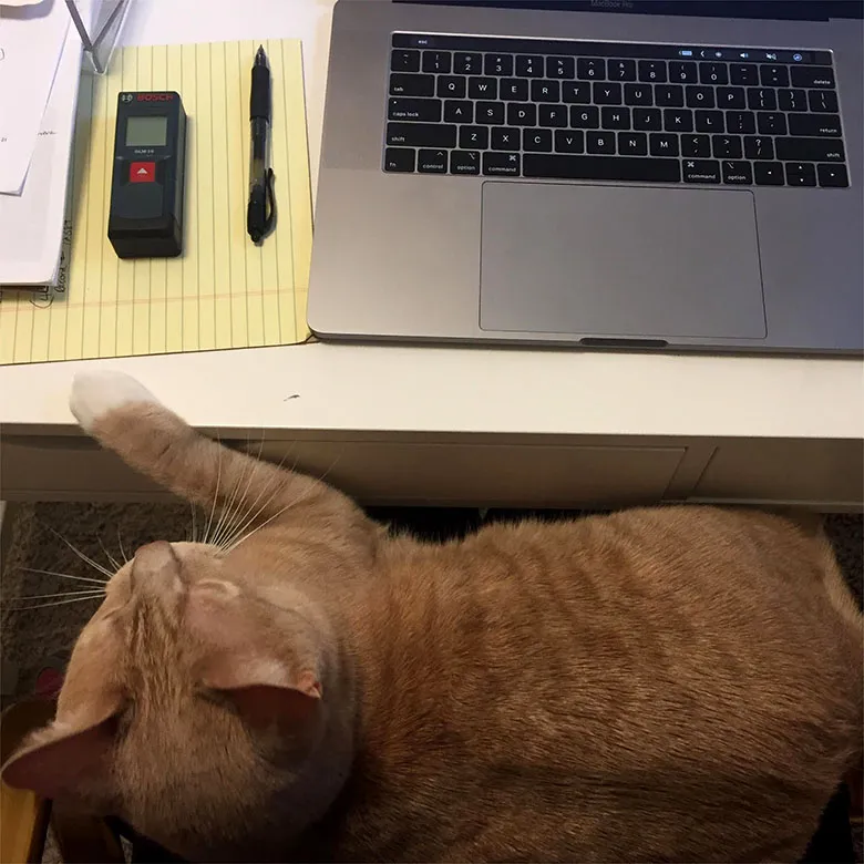 cat