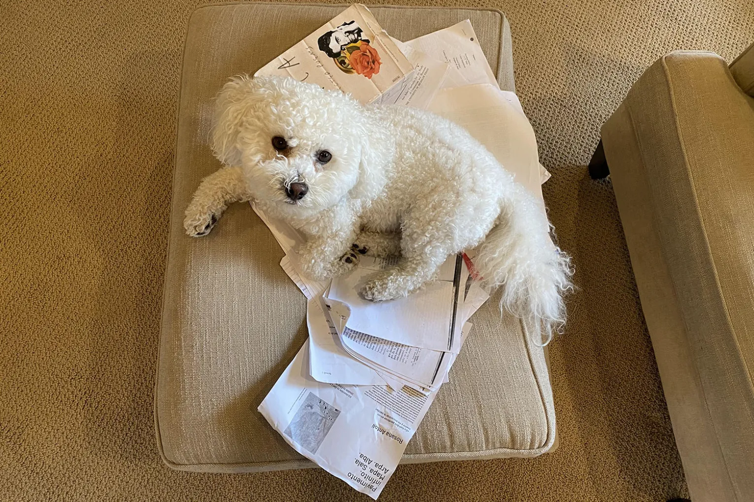 dog