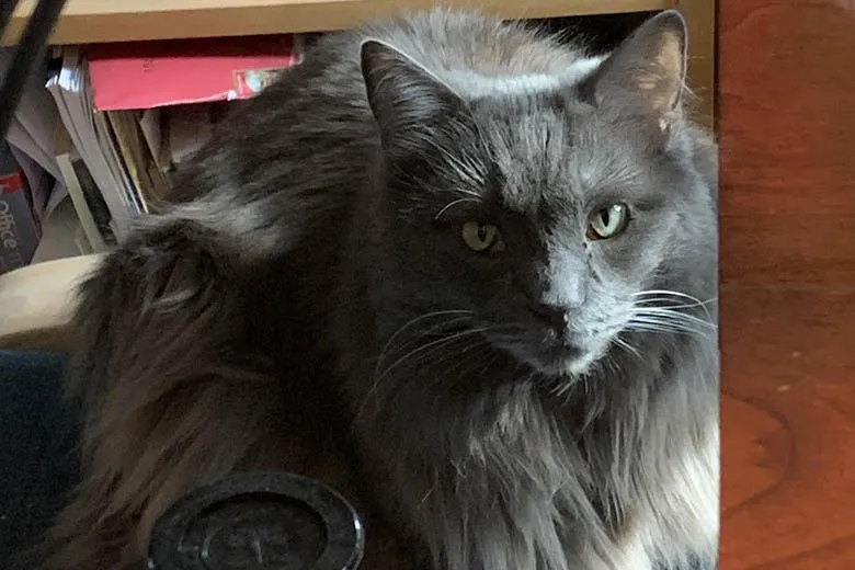 cat