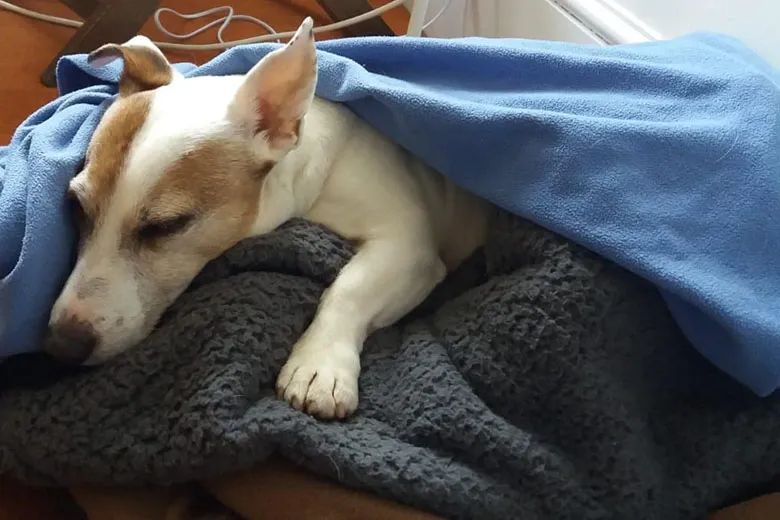 dog under blanket