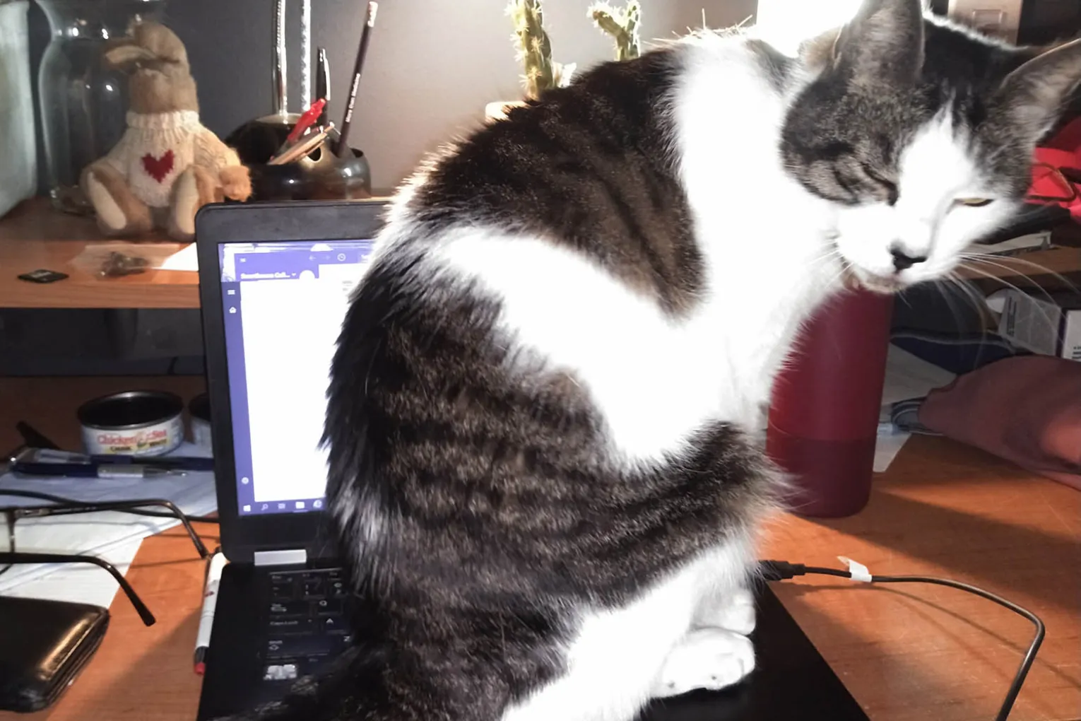 cat