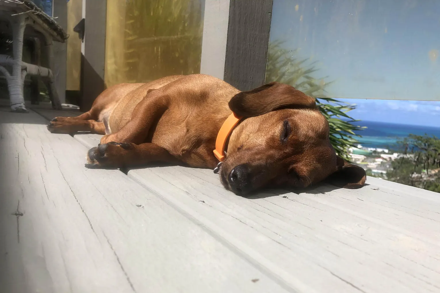 sleeping dog