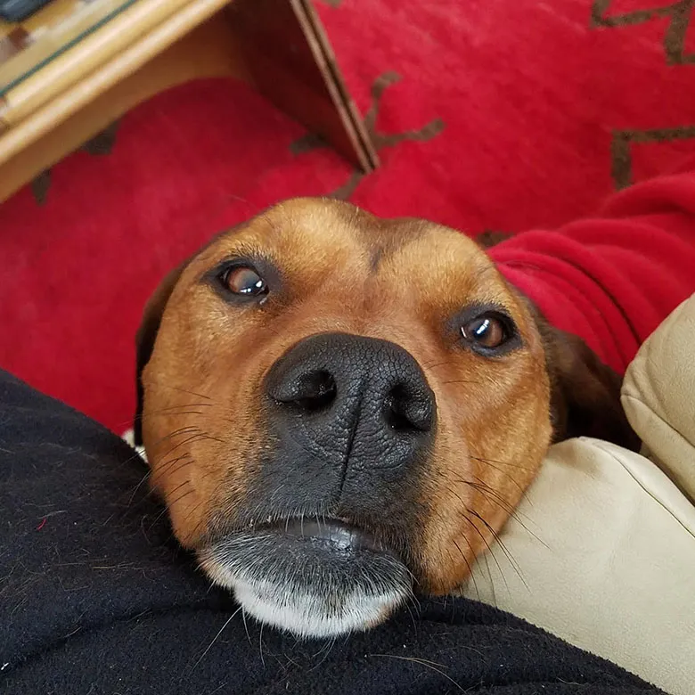 Dog