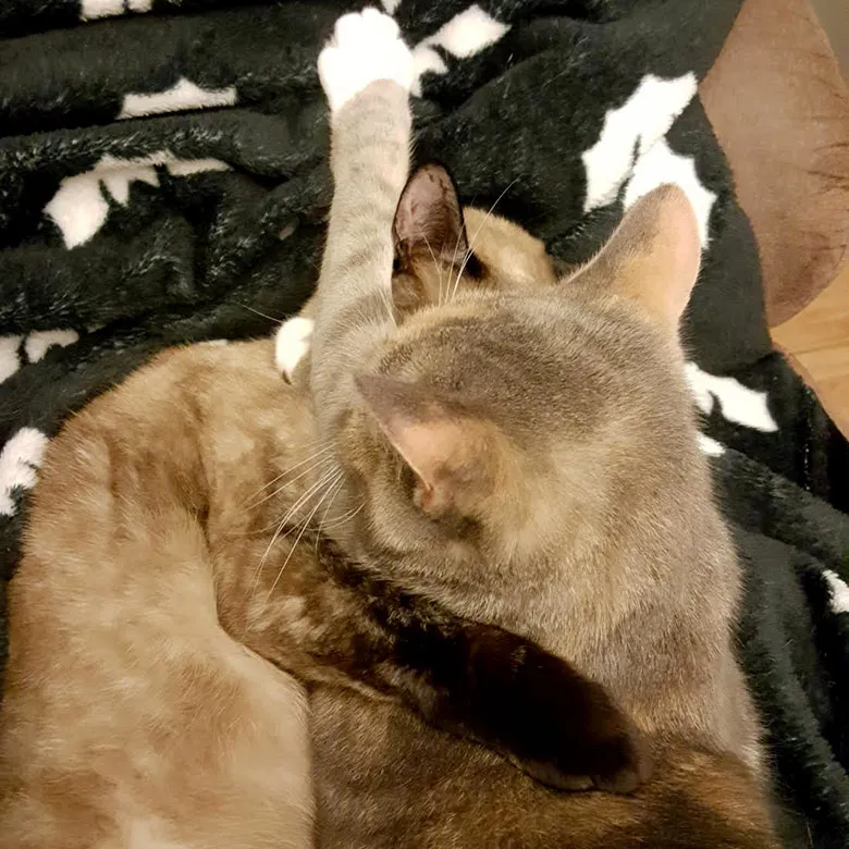 cats