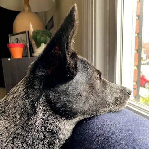 dog