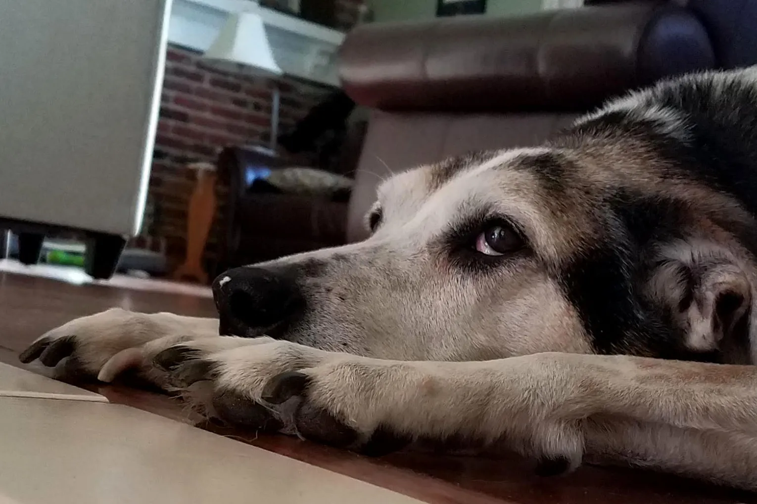 dog