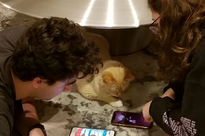 cat