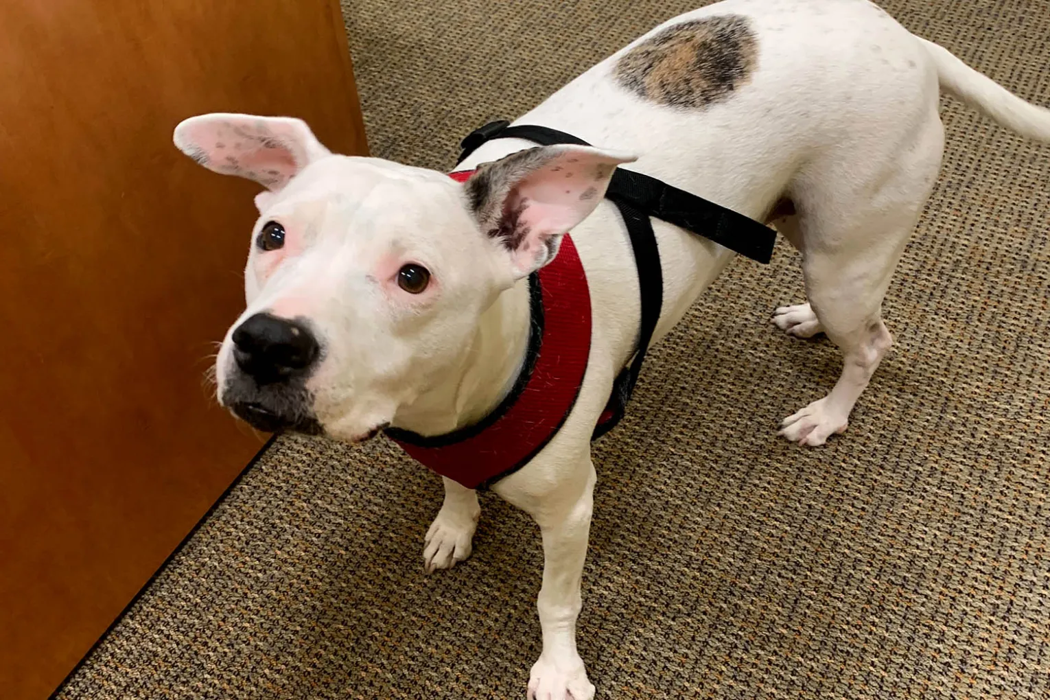 dog