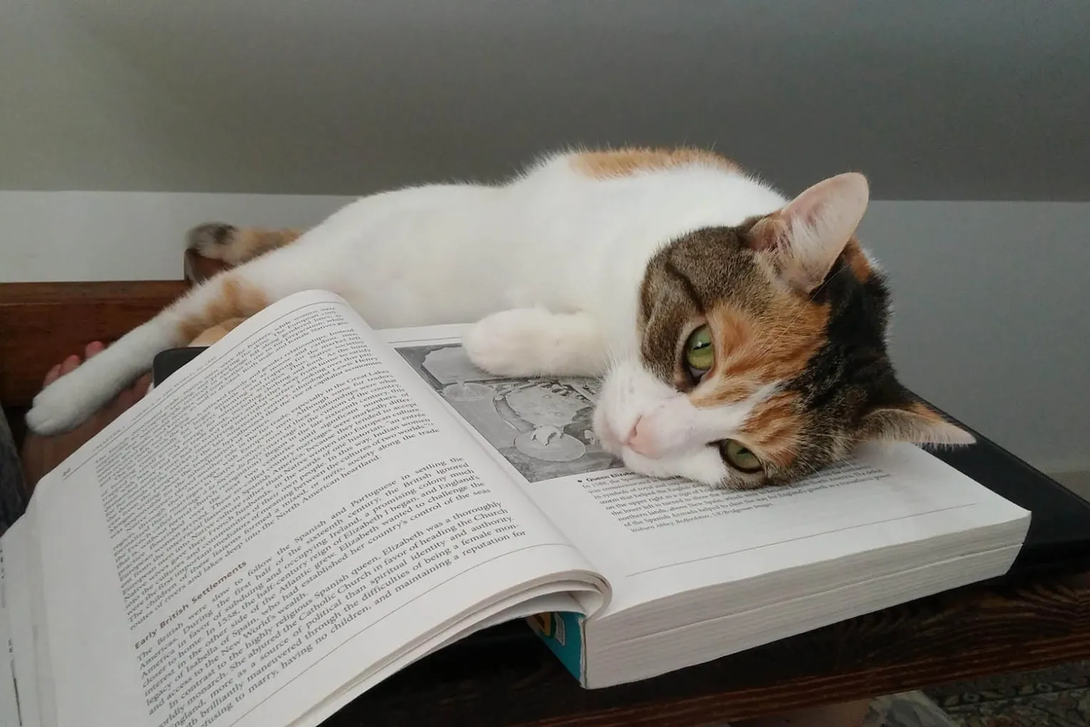 cat
