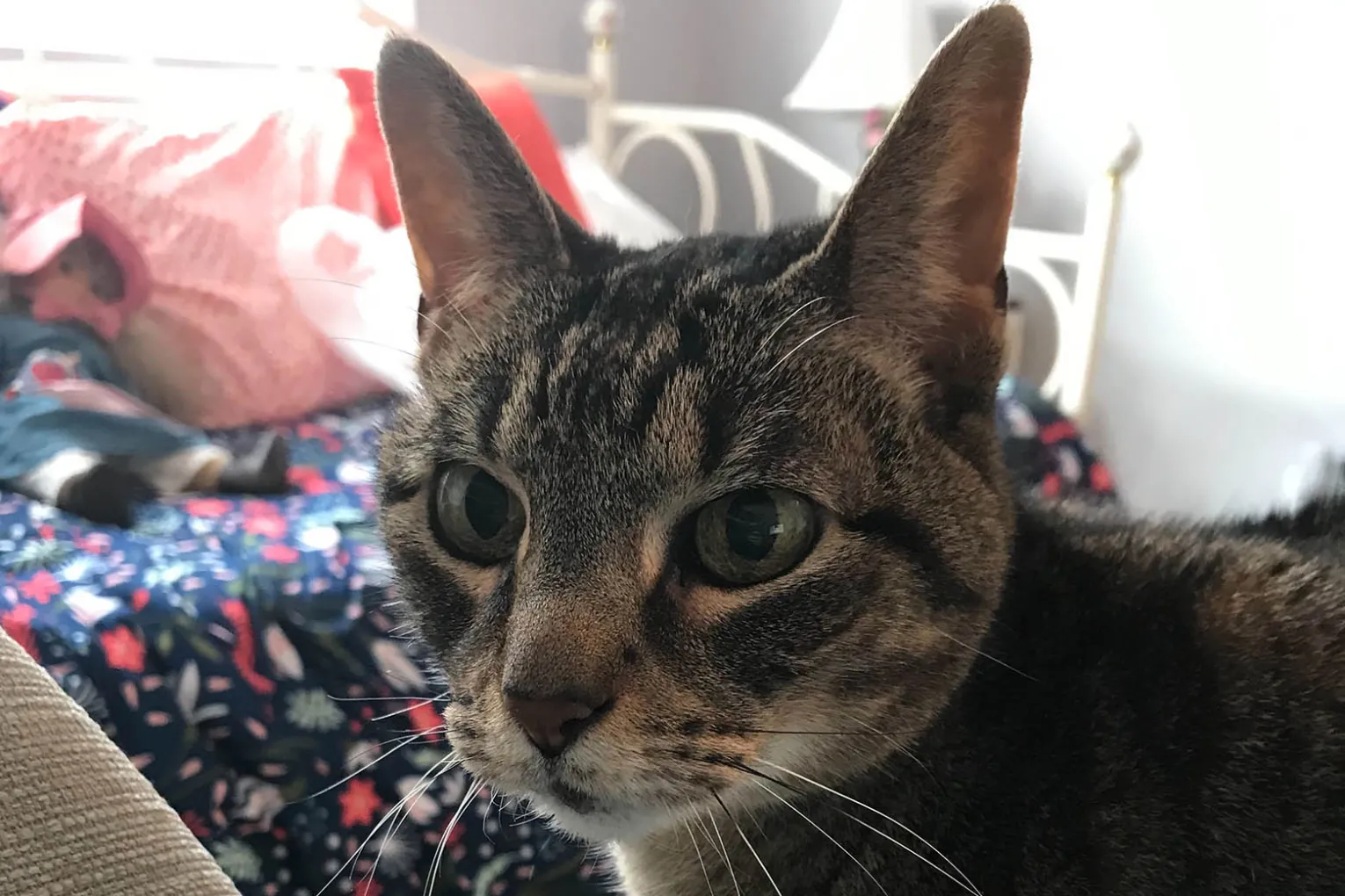 cat