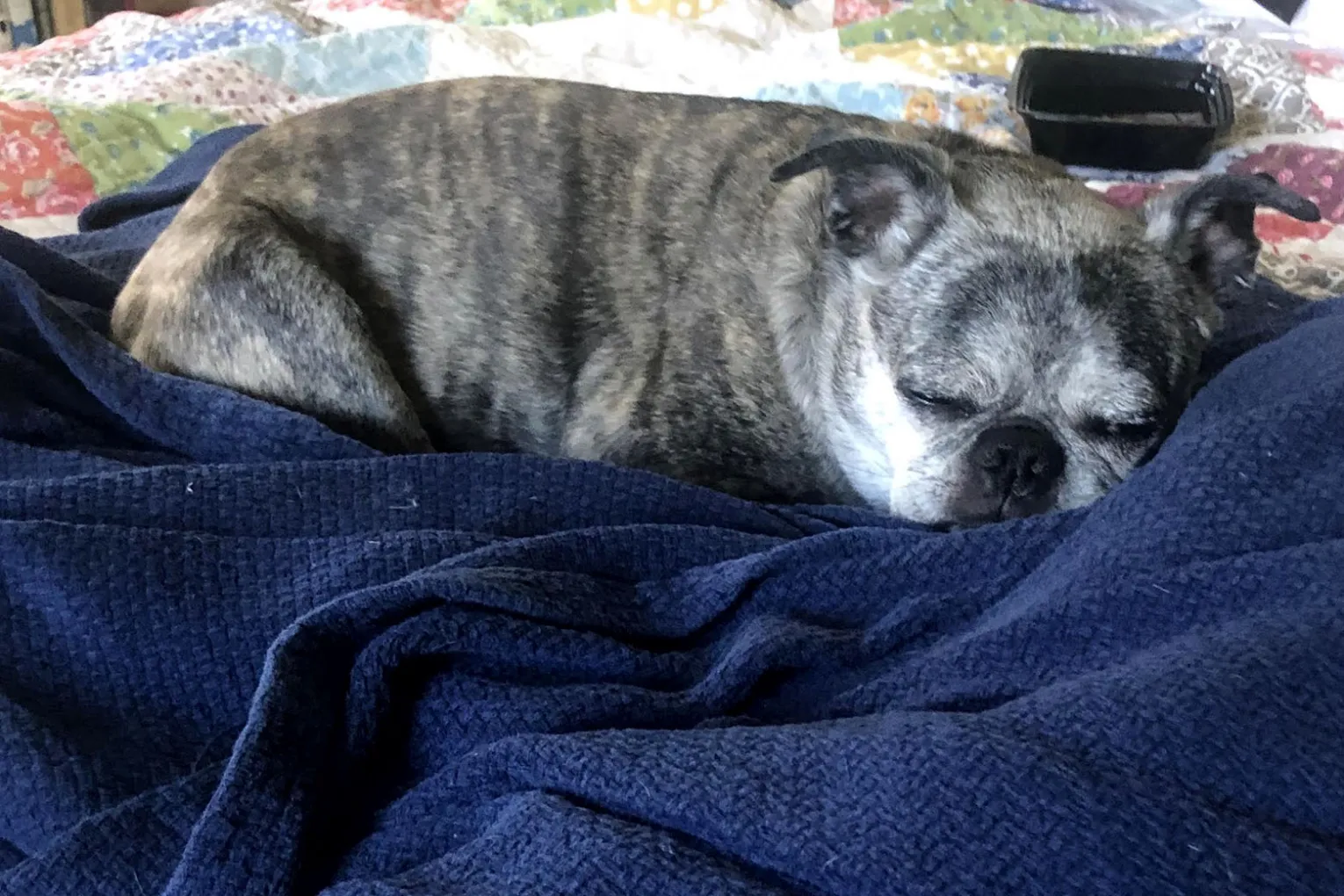 dog