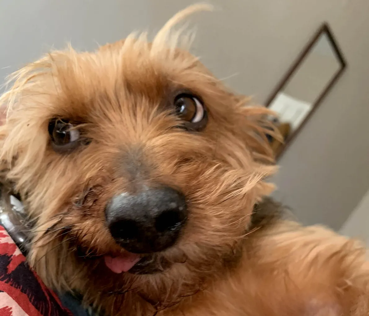 dog
