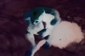 Quasimodo in the Outback