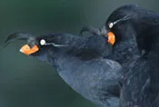 The Bird Nose