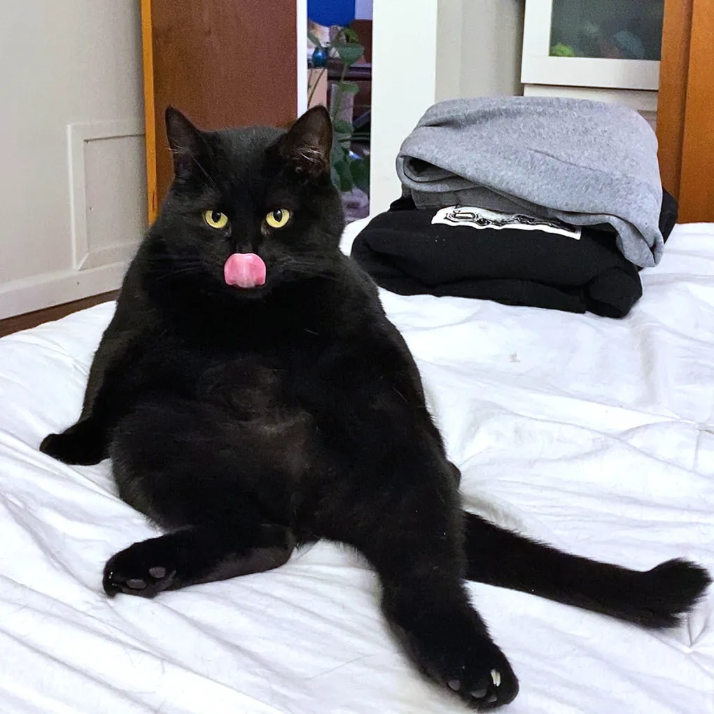 black cat