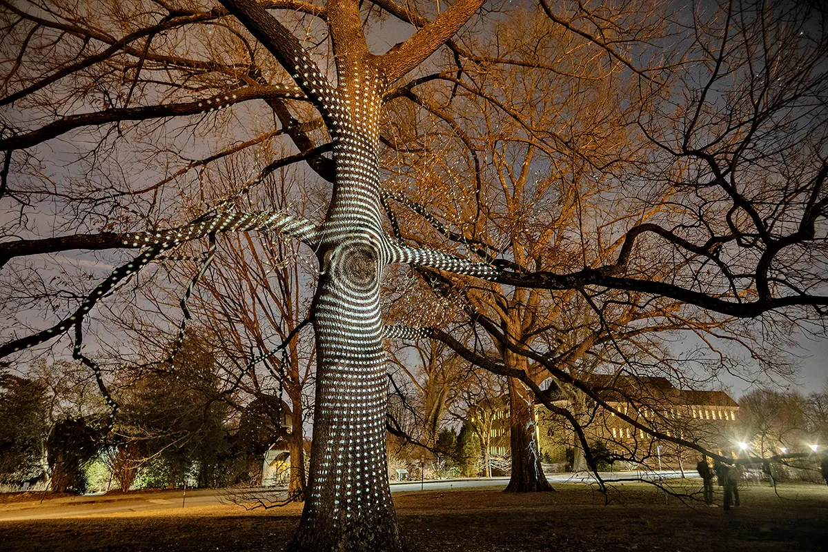 Tree lit up at night with patterns