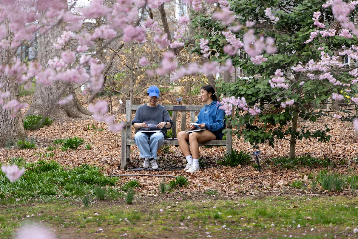 Students sit outside underneath cherry blossoms and paint