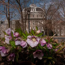 Flowers bloom in front of Parrish Hall