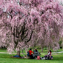 Students sitting under cherry blossom trees