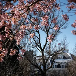 Tree blooms in front of Parrish Hall