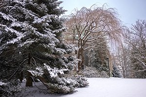 Snowy trees on campus of Swarthmore College