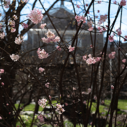 Parrish Hall behind blooming pink trees in spring