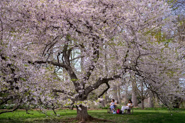 Cherry blossoms in spring