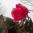 A flower blooms on Swarthmore's campus