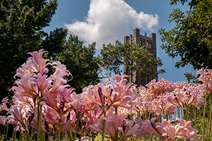 Pink flowers in bloom near Tarble bell tower