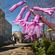 A flower grows on Swarthmore's campus
